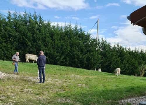 Cows